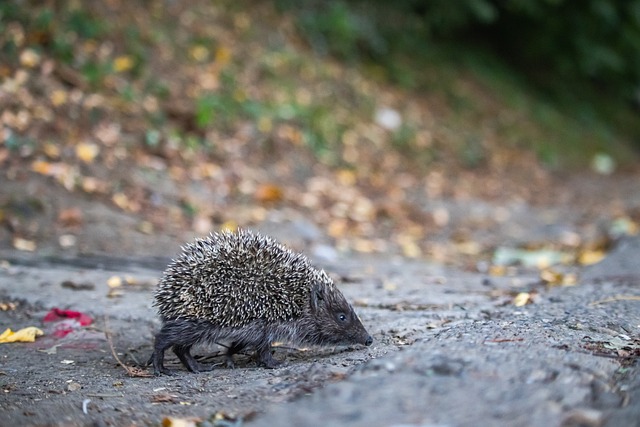 大马羽球超 大马羽球超